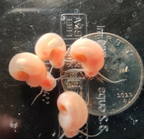 Pink ramshorn snails - 8+,